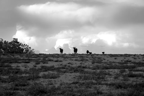 Free stock photo of black and white, clouds, cows
