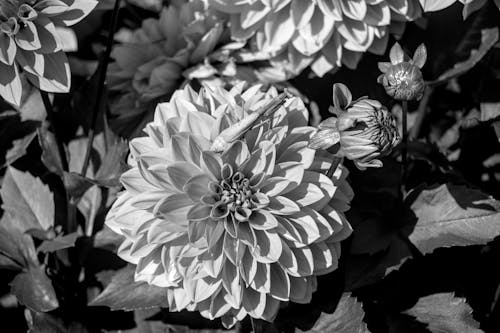 Fotobanka s bezplatnými fotkami na tému chrobák, čierny a biely, kvet