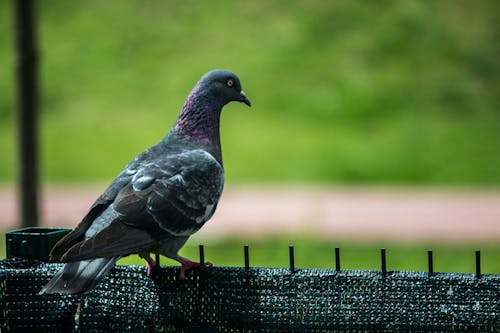 Fotobanka s bezplatnými fotkami na tému krídla, oko, príroda