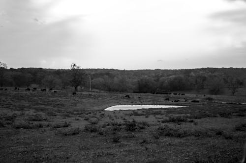 Free stock photo of black and white, cattle, clouds