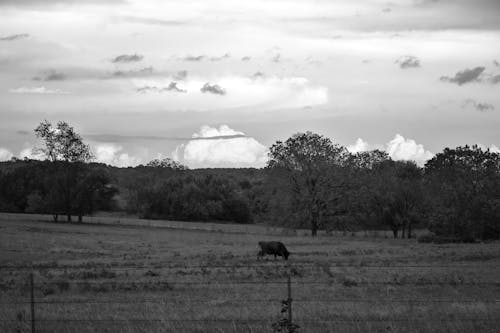 Free stock photo of black and white, clouds, cow