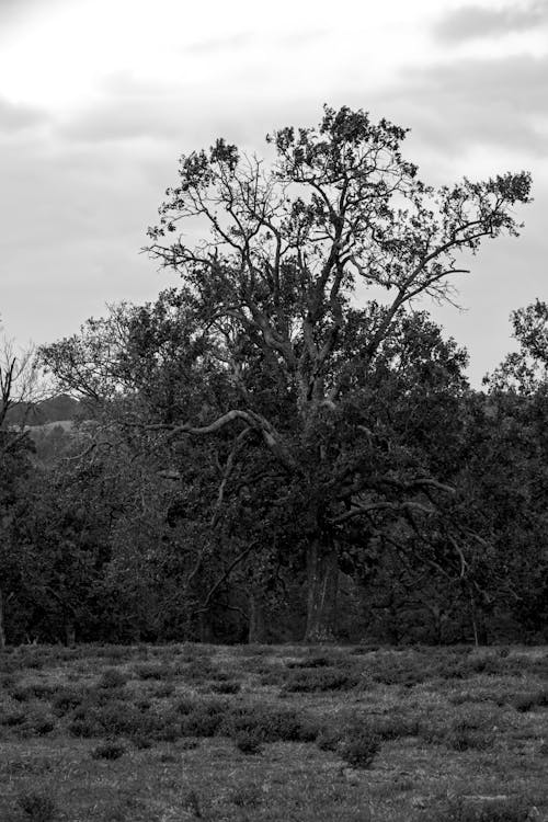 Free stock photo of black and white, brush, clouds