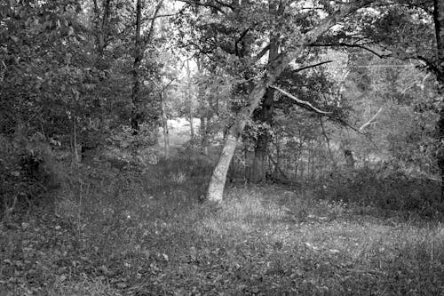Fotobanka s bezplatnými fotkami na tému čierny a biely, list, stromy