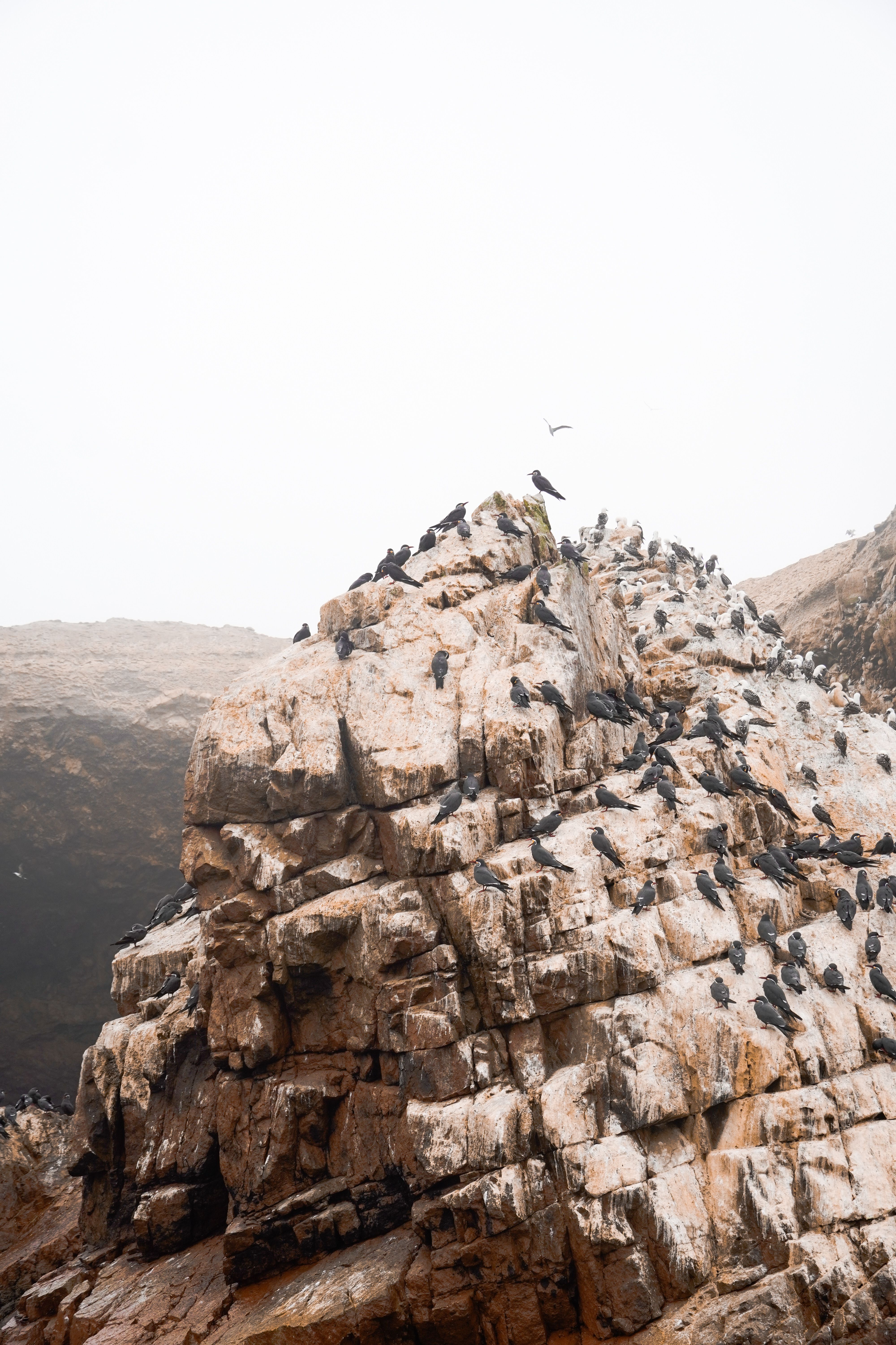 A Birds on a Rock Formation · Free Stock Photo