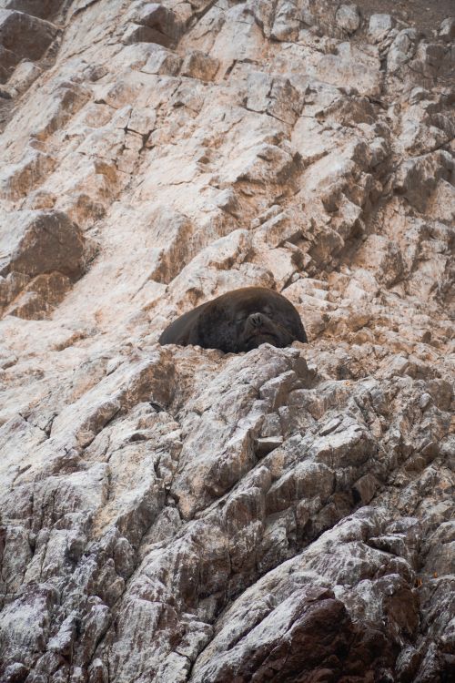 Free Seal peacefully resting on a rugged cliff, showcasing natural wildlife behavior. Stock Photo