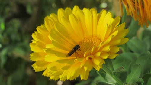 Darmowe zdjęcie z galerii z fotografia owadów, kwiat, owad
