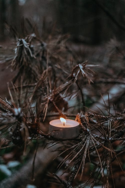 Close-Up Photograph of Lit Candle Near a Branch