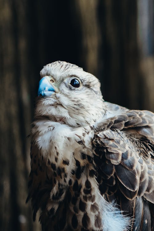 Photo of Falcon with Blue Beak