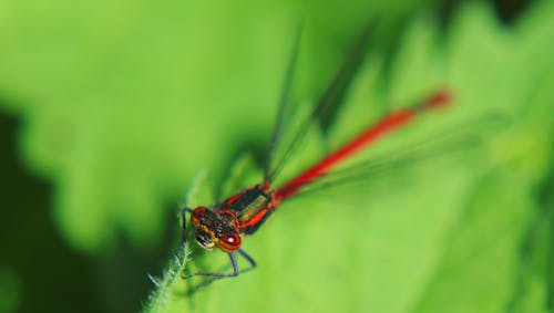 Photos gratuites de libellule, macro