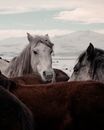 Wild horses
