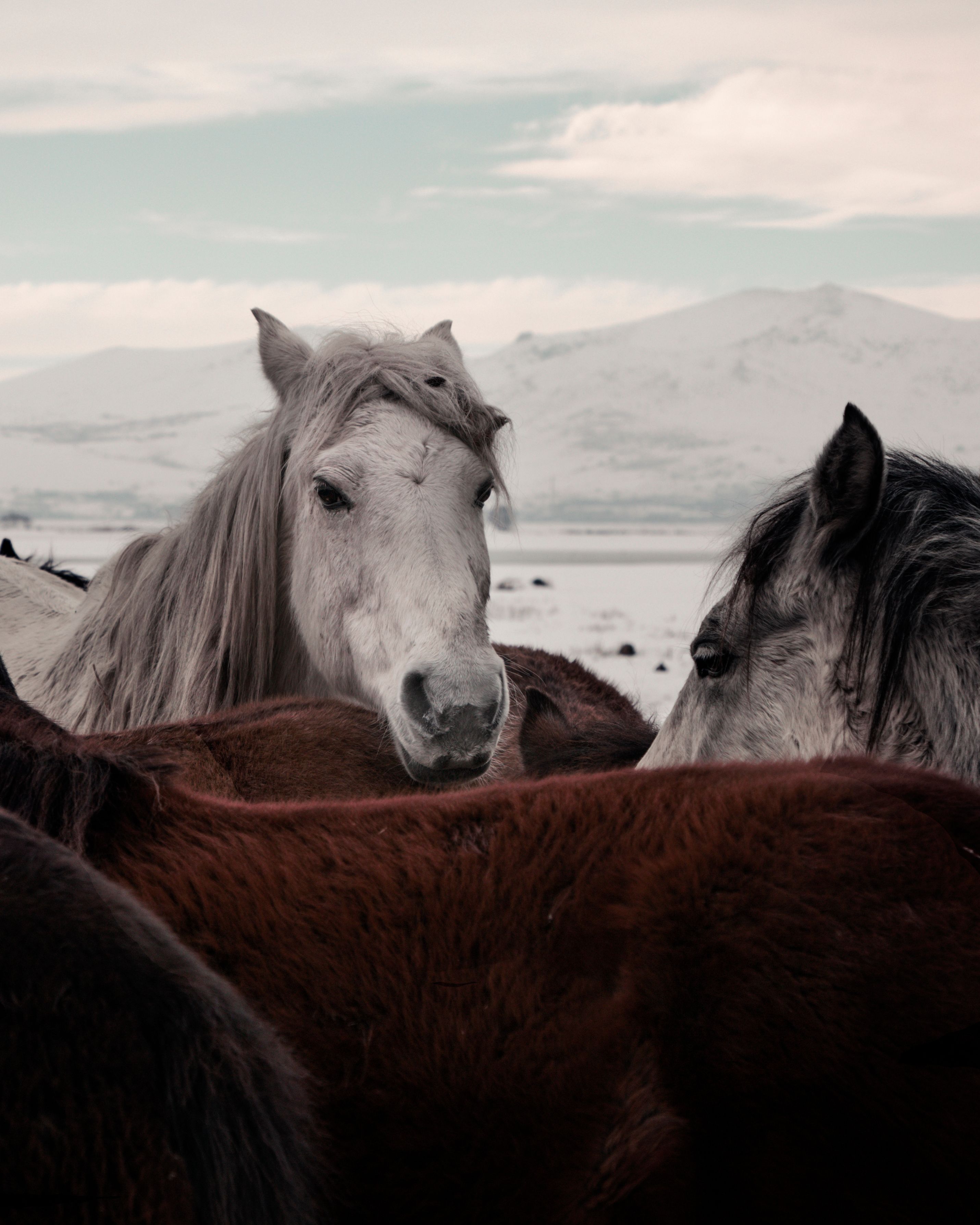 84,229+ Best Free Domestic animals Stock Photos & Images ?? 100% Royalty-Free HD Downloads