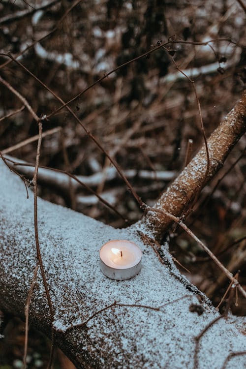 A Lit Candle on a Tree Branch