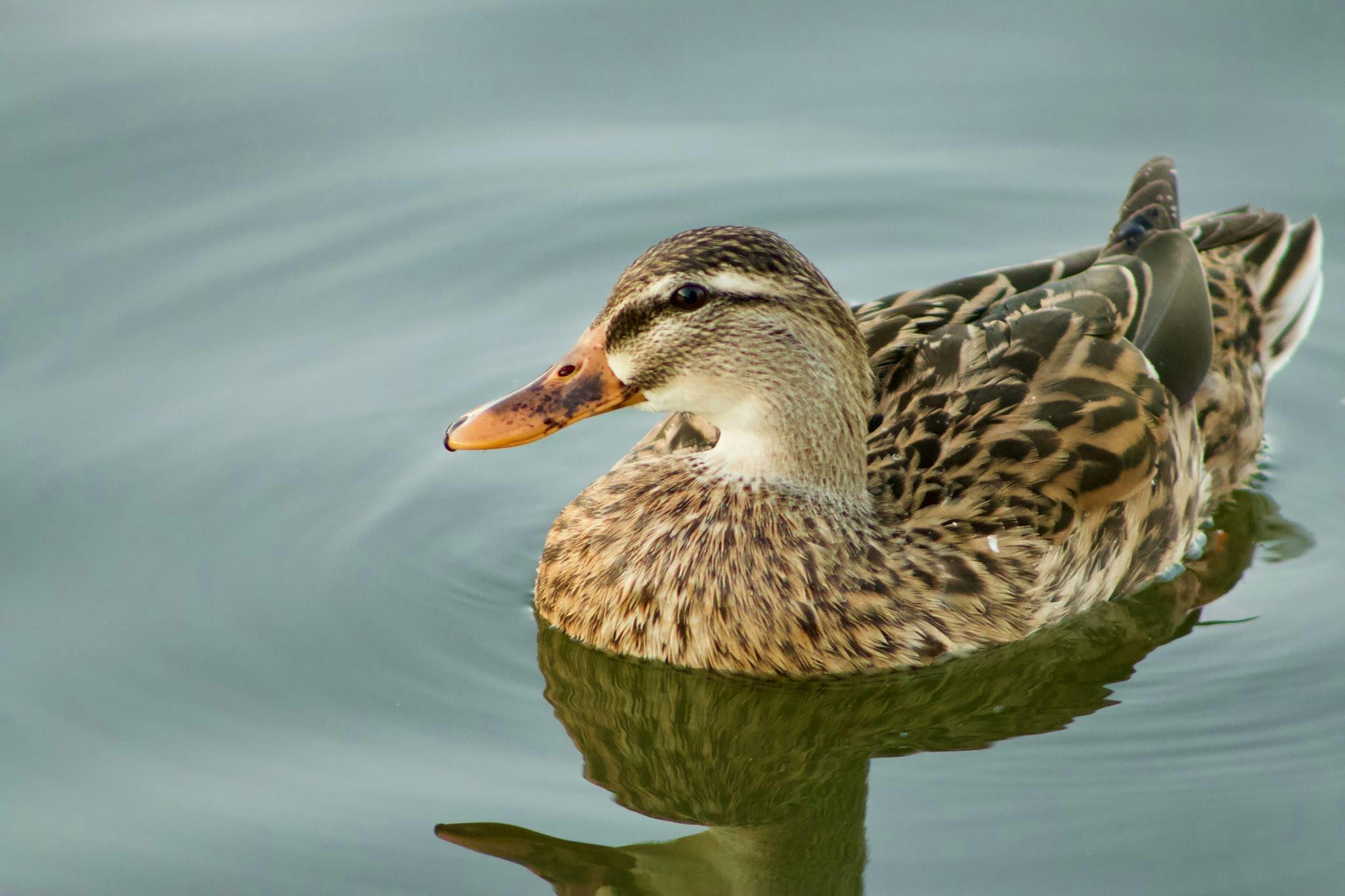 Free stock photo of bird, duck, lake