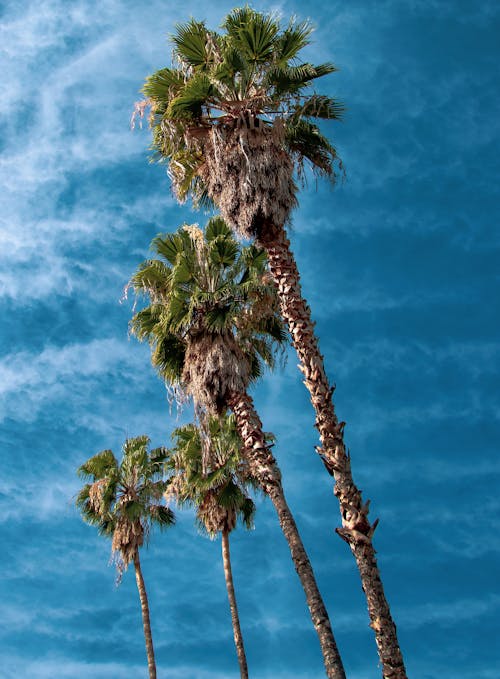 Foto profissional grátis de azul, palmeiras, verão