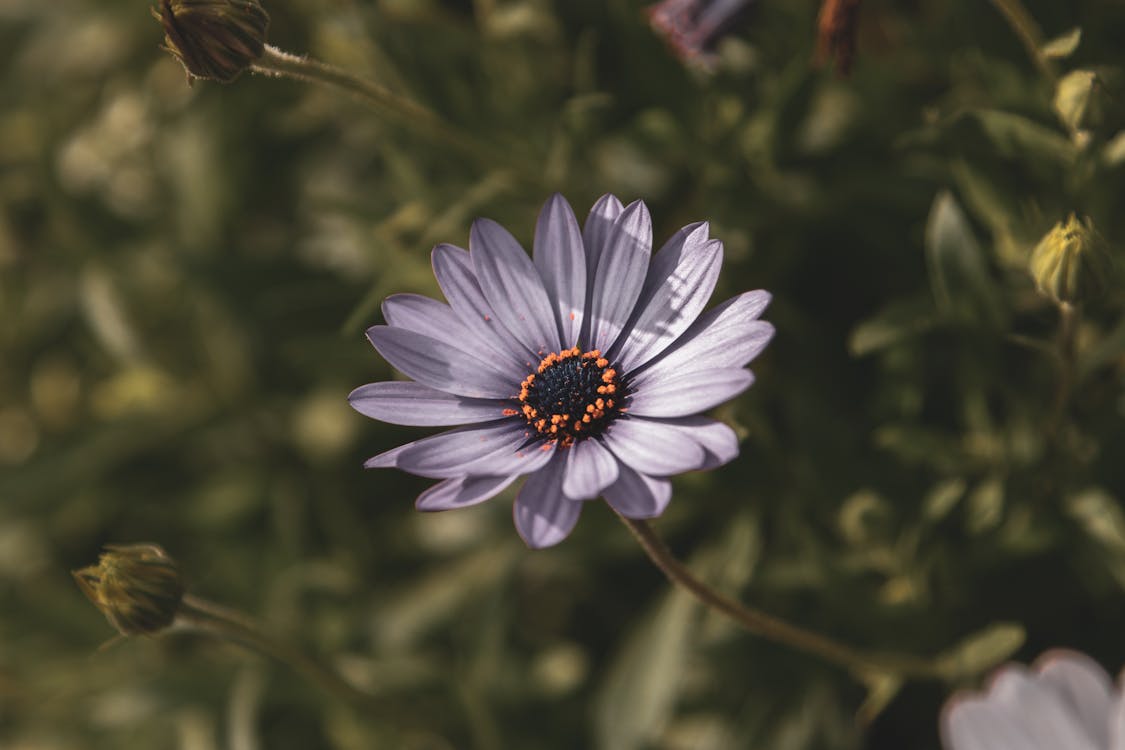 Selective Focus Photography of Purple Osteospermum Flower