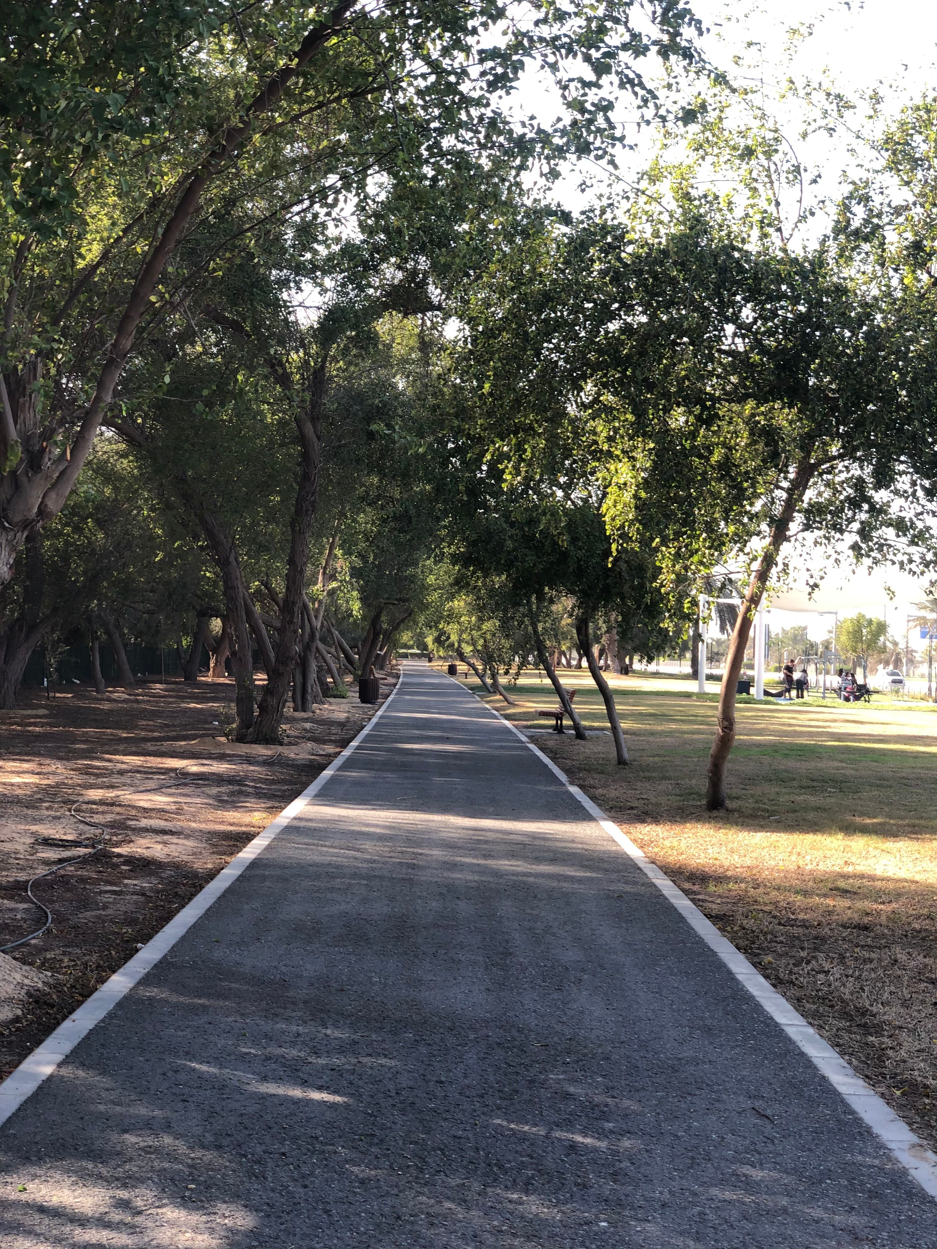 Free A serene tree-lined pathway in an Abu Dhabi park on a sunny day. Stock Photo