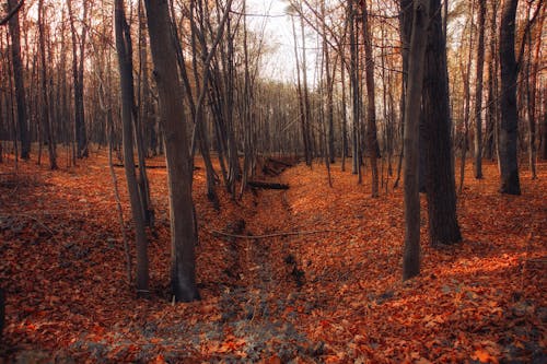 가을, 간, 갈색의 무료 스톡 사진