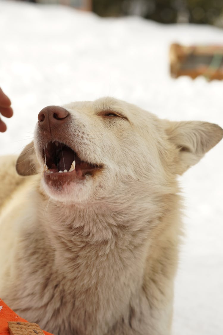 Close-Up Shot Of A Korean Jindo