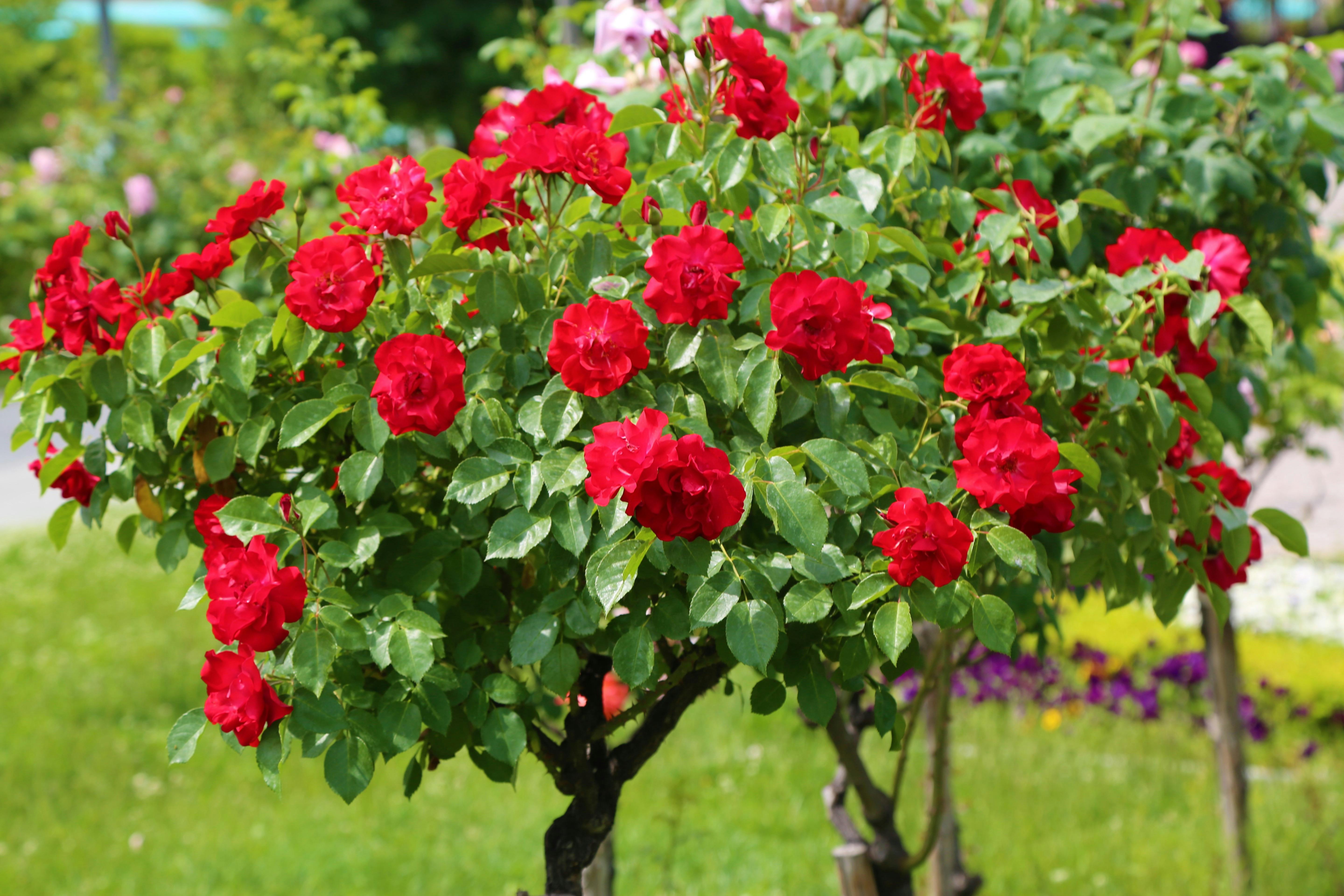 Free stock photo of red roses, rose, tree