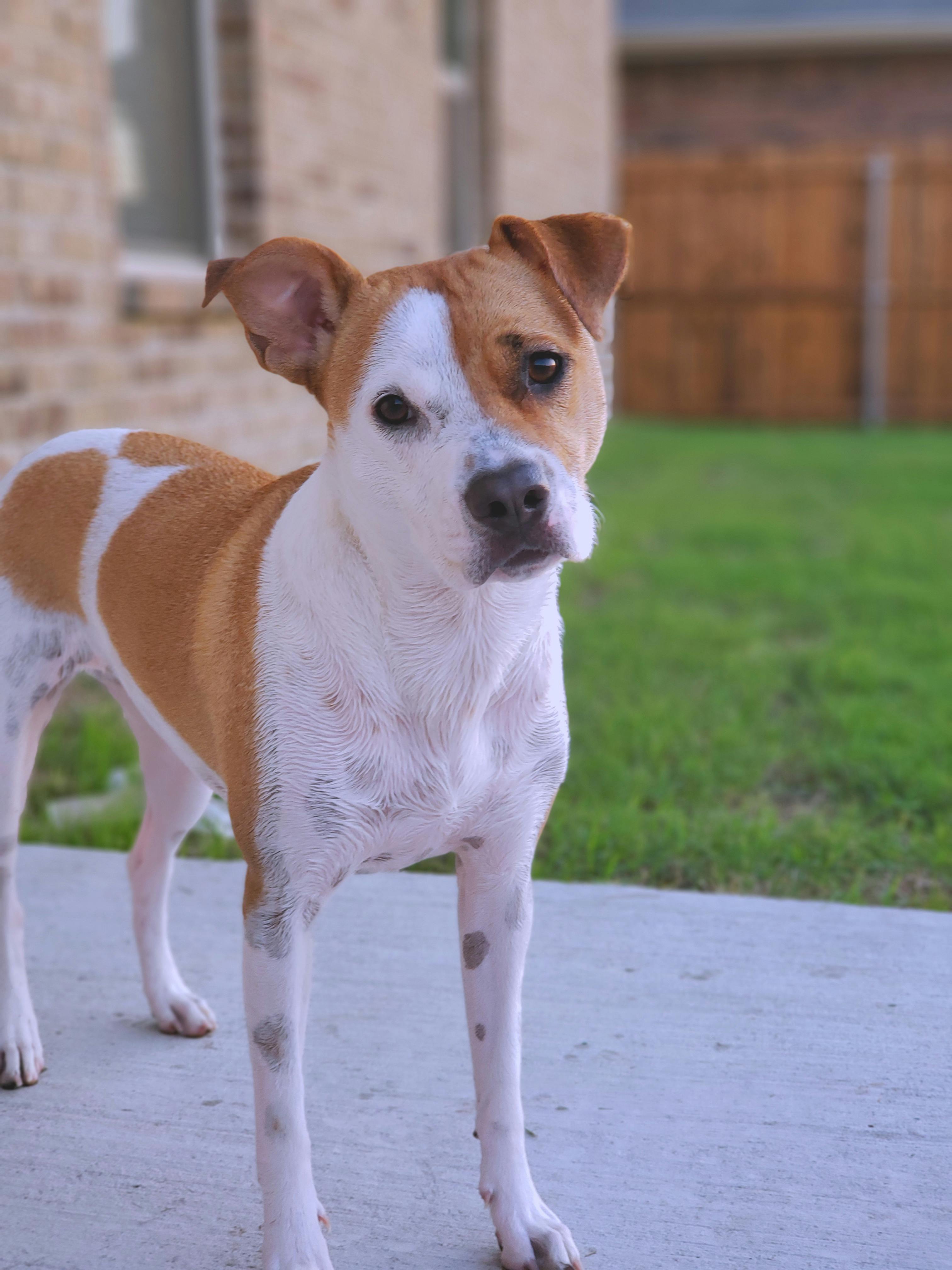 Free Stock Photo Of Animal Dog Dogs