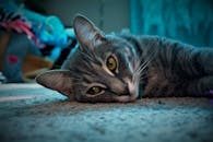 一只眼睛明亮的灰色虎斑猫舒适地躺在室内