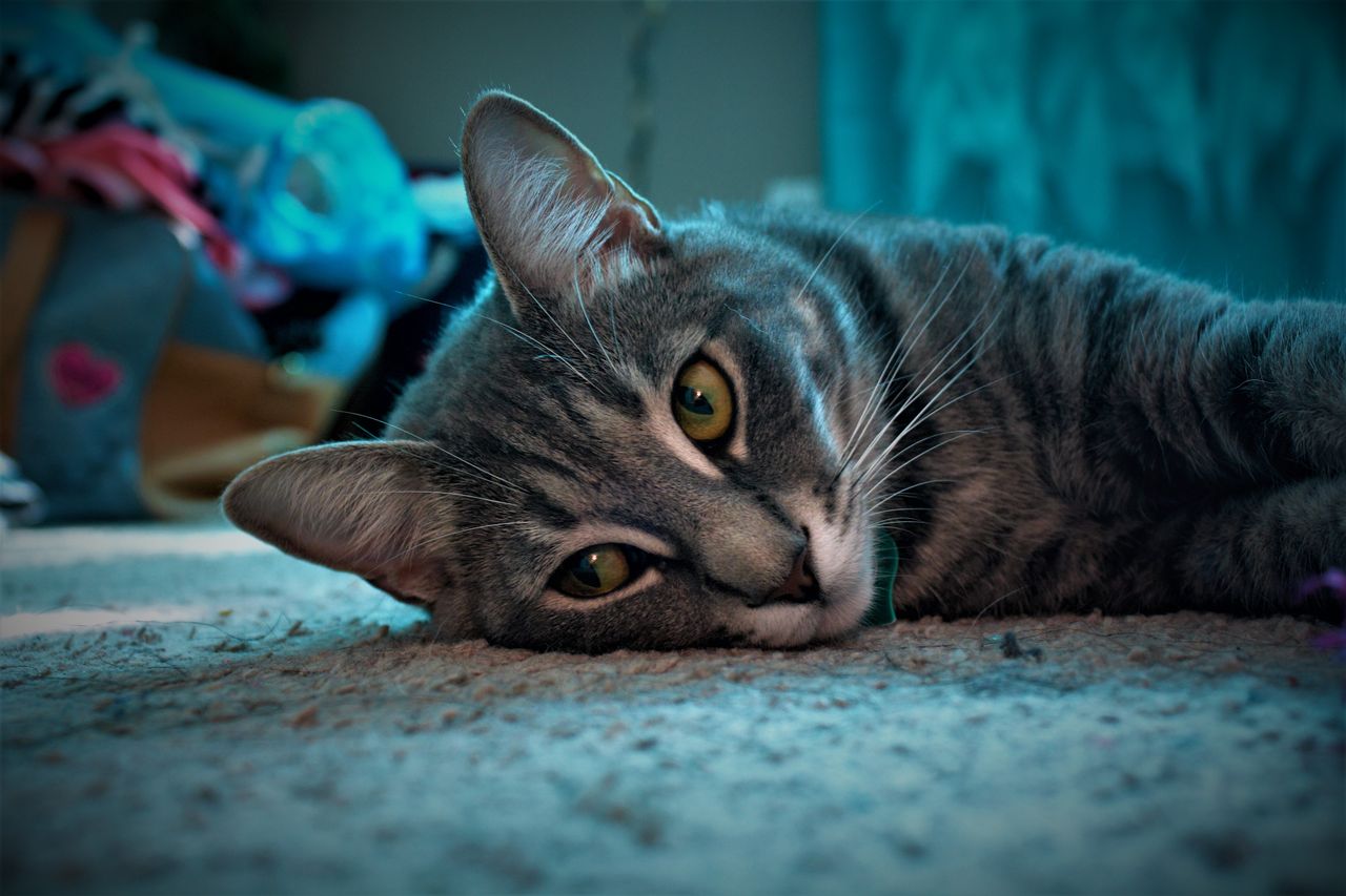 a grey tabby cat with striking eyes lounges comfortably indoors