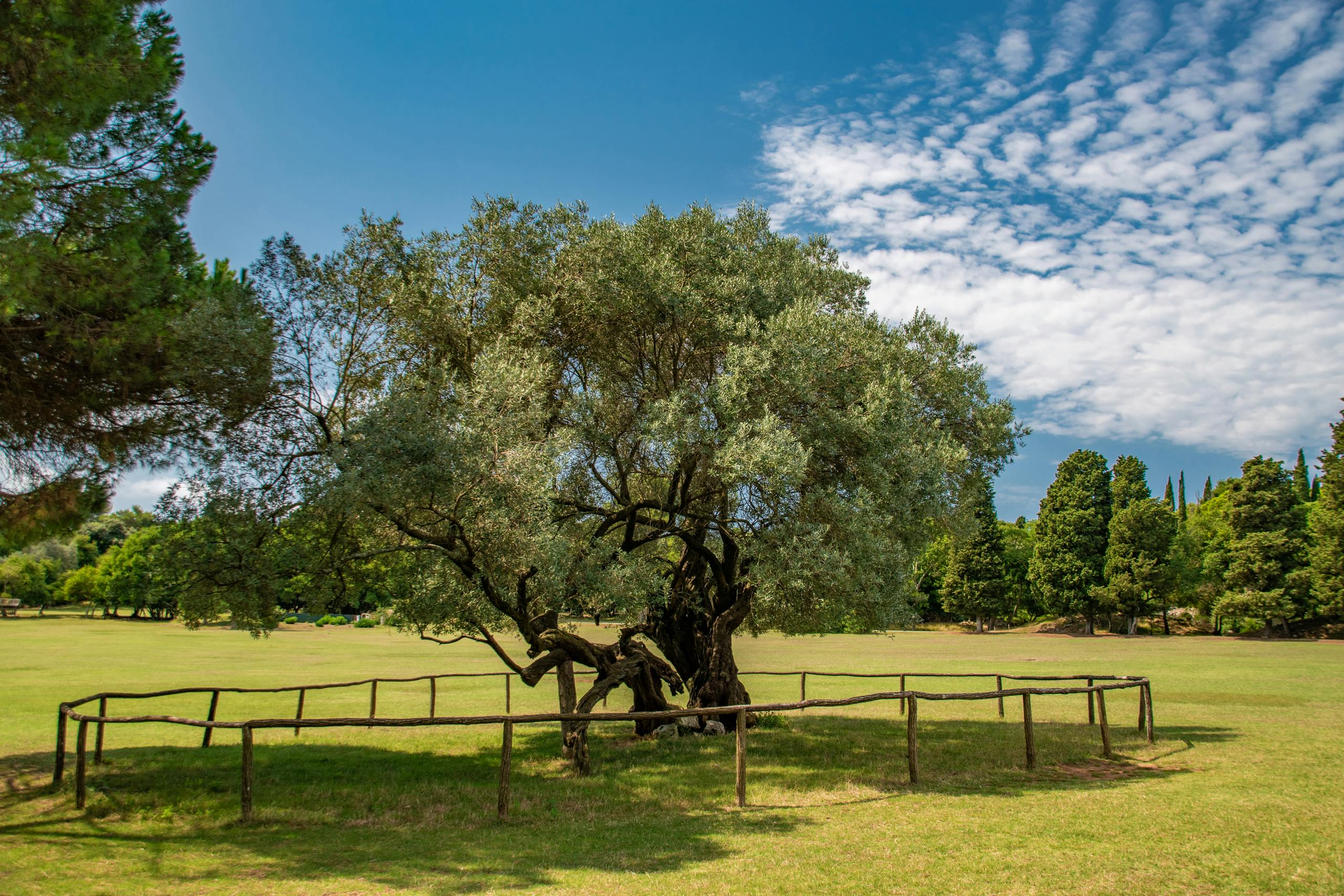 Free stock photo of adriatic, arboretum, botanic garden by Sun Pixel Photography