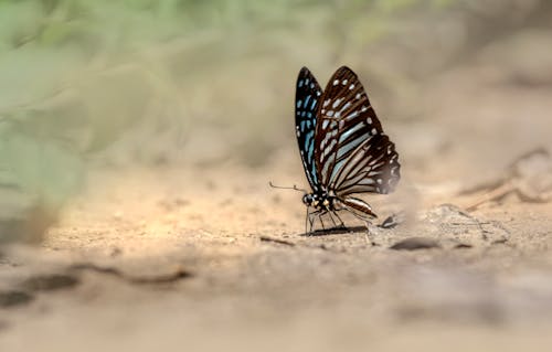 A Butterfly on the Ground