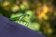 Detailed close-up of a praying mantis on a ledge with blurred natural background.