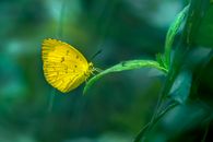 Yellow Butterfly Perched on Green Leaf in Close Up Photography