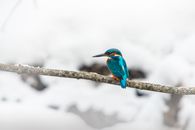 Blue and Brown Bird on Tree Branch