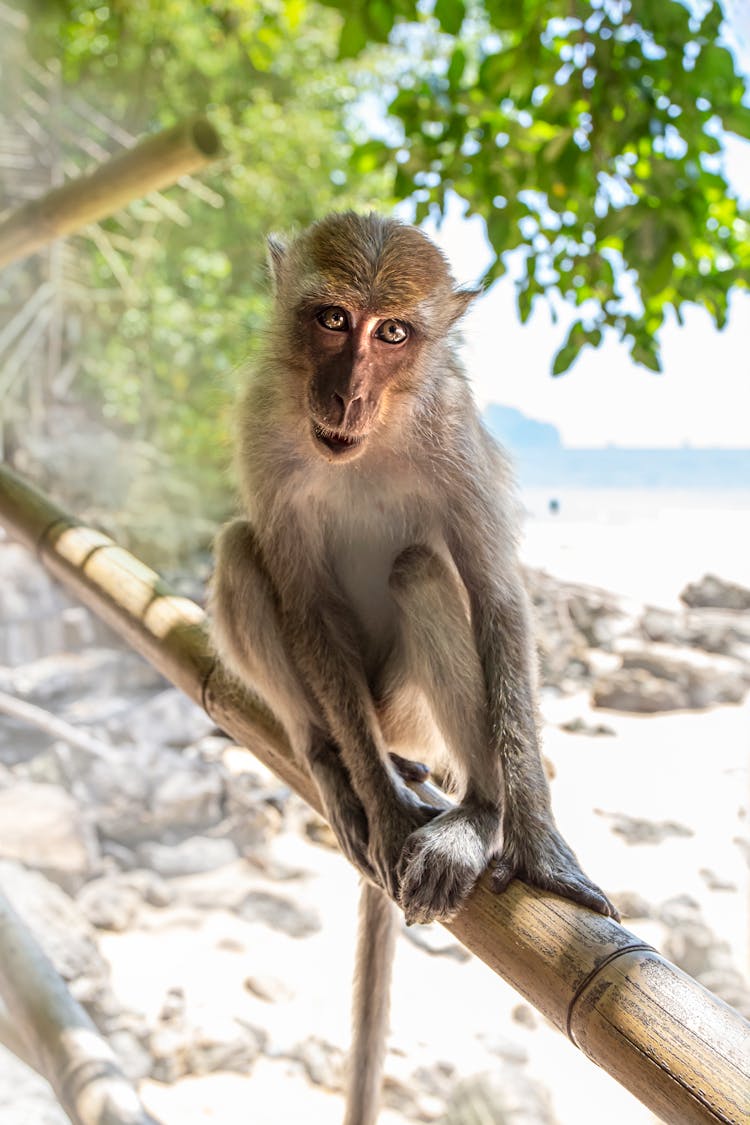 Brown Monkey On Wood 