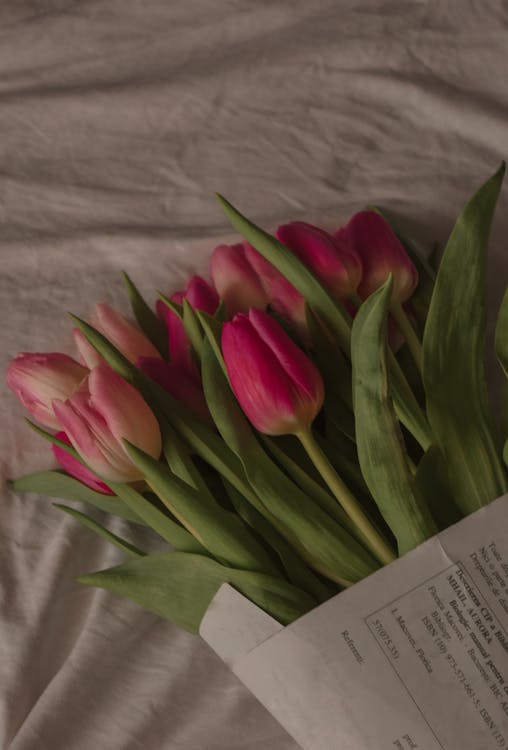 Close-Up Shot of Tulips · Free Stock Photo