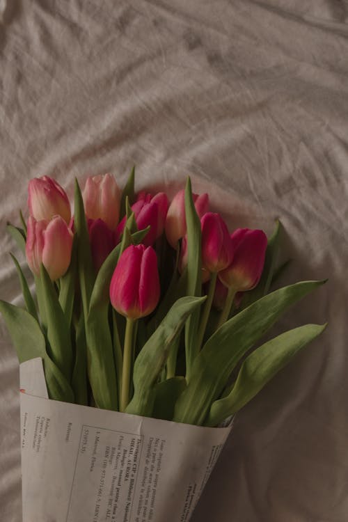 Pink Tulips on White Surface · Free Stock Photo
