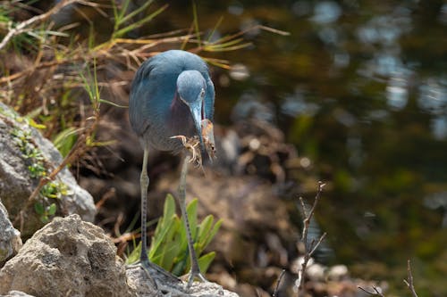Free Blue Bird on Brown Rock Stock Photo