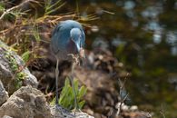 Blue Bird on Brown Rock