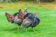 Black and White Turkey on Green Grass Field