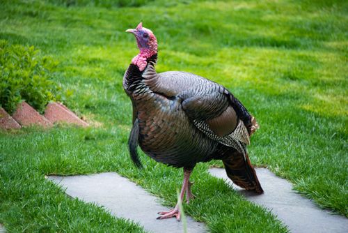 Free Close-up of a wild turkey walking in a backyard on a lush green lawn. Stock Photo