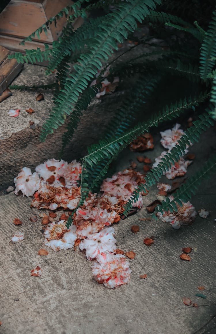 Flowers And Petals Lying In Pile On Ground