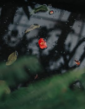 A solitary red flower floats in a puddle with reflections and scattered leaves, creating a moody scene.