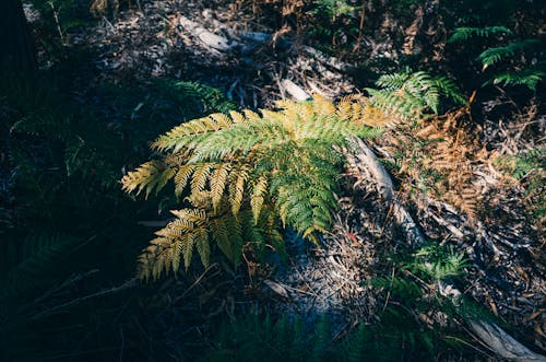 シダ, フローラ, 森林の無料の写真素材