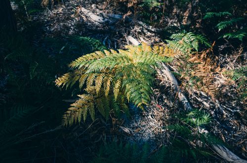 Free Bright sunlight illuminates a lush green fern on a forest floor, creating a vivid nature scene. Stock Photo