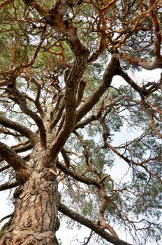 Capture of a towering pine tree with intricate branches against a clear summer sky in Stockholm.