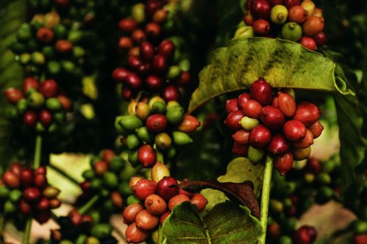 Red Round Fruits on Green Leaves