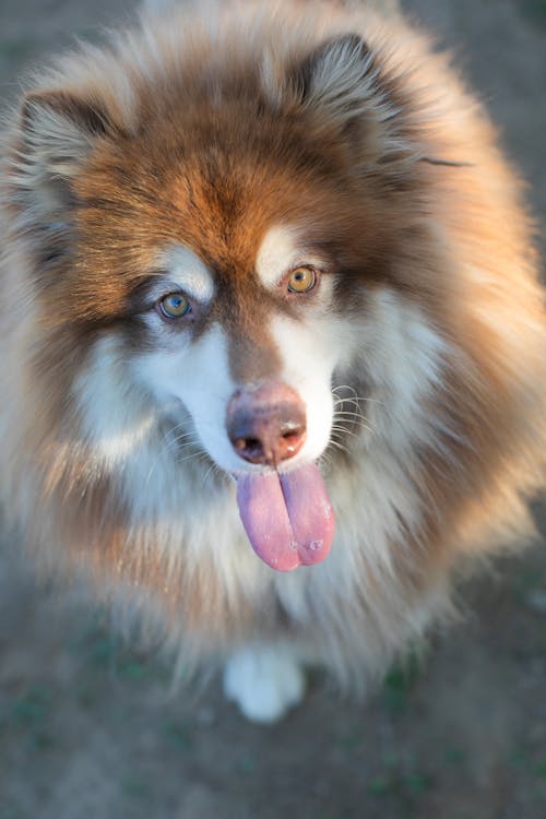 Free Brown and White Long Coated Dog Stock Photo