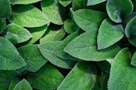 充满活力的绿叶特写，生动展现了大自然的纹理与新鲜感