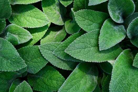 充满活力的绿叶特写，生动展现了大自然的纹理与新鲜感