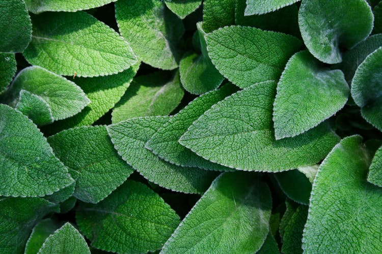 Green Leaves