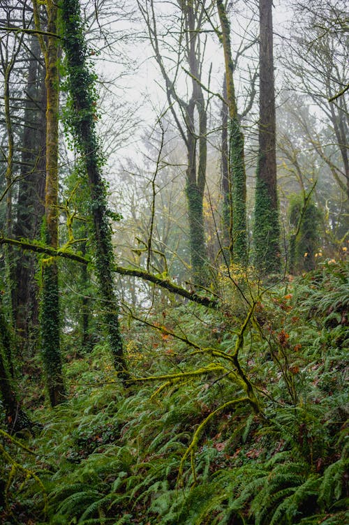 免費 垂直拍攝, 景觀, 森林 的 免費圖庫相片 圖庫相片