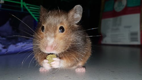 Kostenloses Stock Foto zu brauner hamster, hampster, haustier